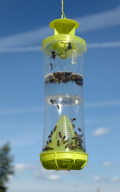 Sterling International says its new WHY – for wasps, hornets and yellow jackets – catches 20 species of bugs. Photo courtesy of Sterling International (Photo courtesy of Sterling International / The Spokesman-Review)