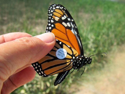 Where have all the butterflies gone? Monarch butterflies all but vanish ...