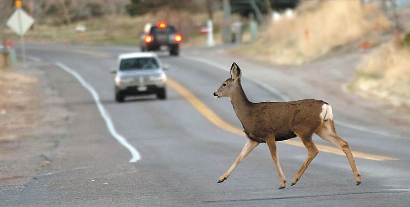 The number of vehicle collisions with deer in the United States has increased by 18 percent compared to five years ago.  (File Associated Press)