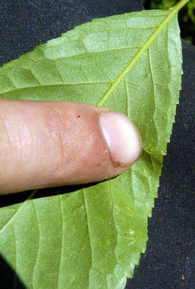 
Aphid larvae occupy the underside of a leaf.
 (File/ / The Spokesman-Review)