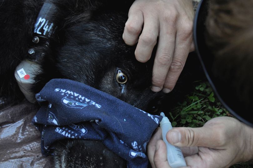 Lubricant is applied the unblinking eyes of a gray wolf trapped on July 15, 2013, in Pend Oreille County. It was tranquilized so a GPS collar could be attached by Washington Department of Fish and Wildlife biologists. Then it was released. (Rich Landers)