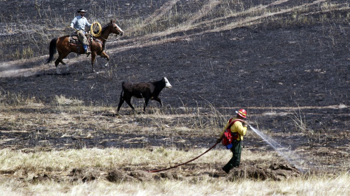 A rancher drives a stray calf through a burned-out area and past a firefighter Wednesday near Cle Elum, Wash. About 900 firefighters are battling the Taylor Bridge fire, which has burned at least 60 homes. (Associated Press)