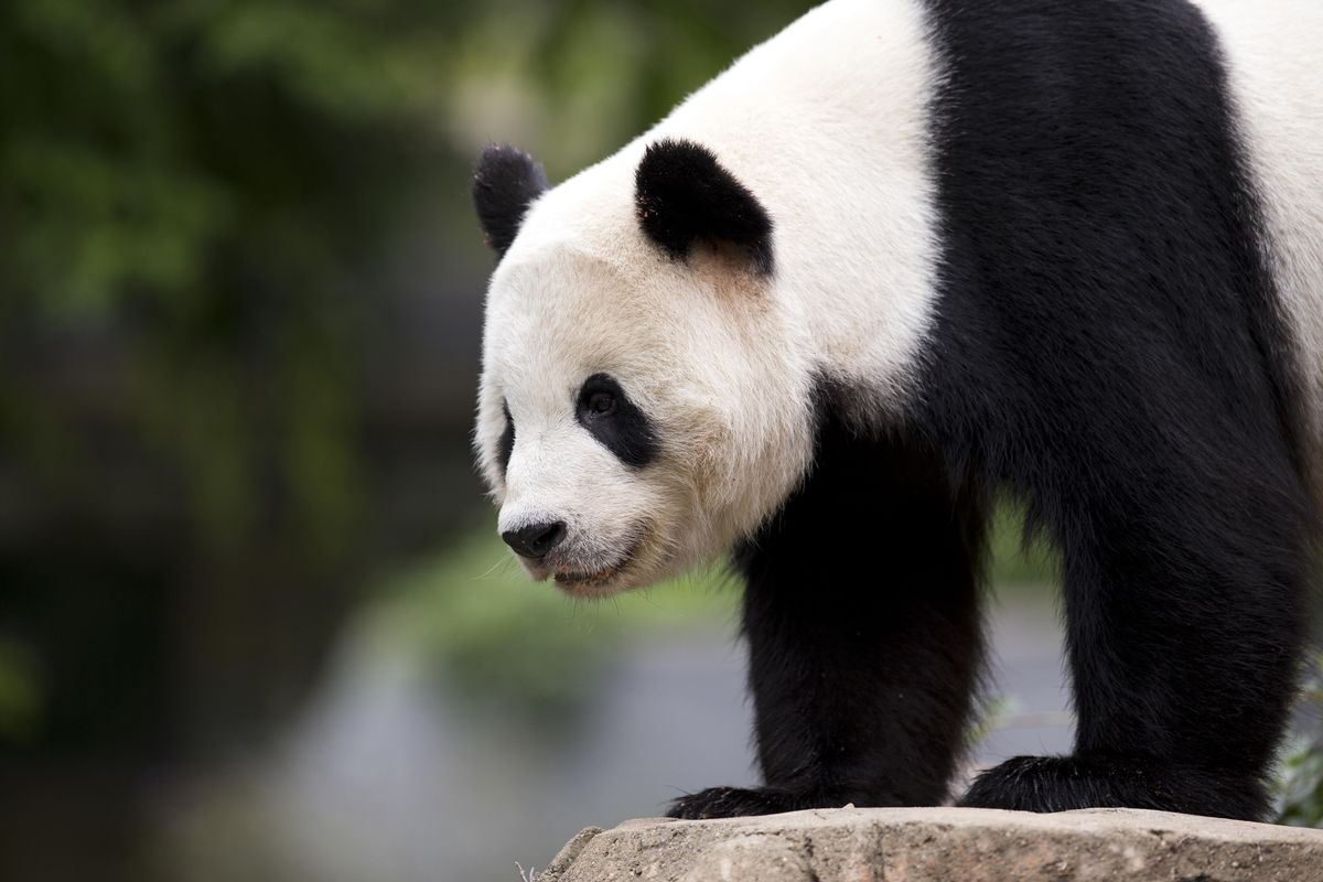 In this Sept. 25, 2015, file photo, panda cub Bao Bao, roams in an enclosure at the Smithsonian’s National Zoo in Washington. (Manuel Balce Ceneta / Associated Press)