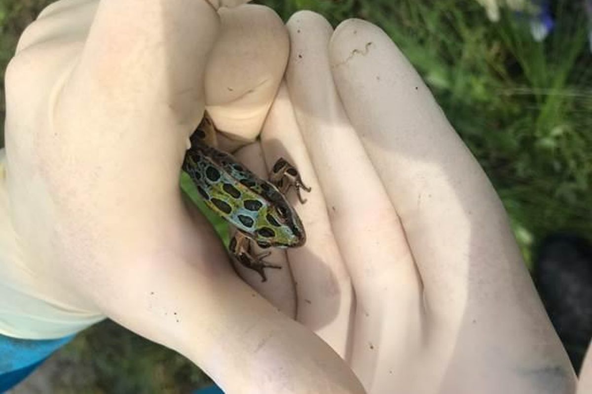 A researcher holds a Northern leopard frog on Aug. 24 near Moses Lake, Wash. The blue spots are a rare genetic mutation. (Maddison Folwell / COURTESY of Maddison Folwell)