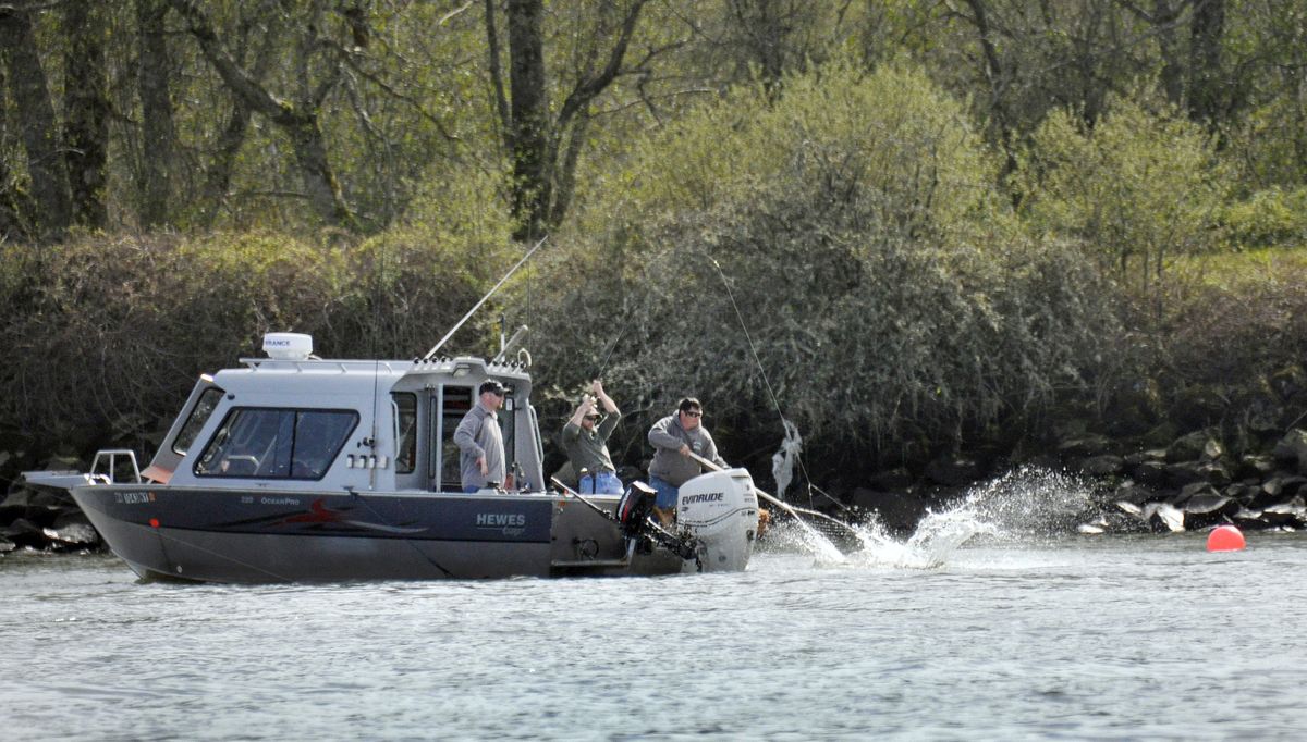 Fishermen attempt to net a fighting spring chinook on the lower Columbia River in early April during the first surge of the 2014 run. (Rich Landers)