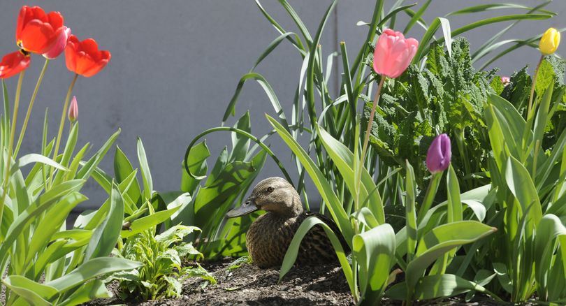 A mallard duck lays it's second egg in her new nest amongst the tulips, April 10, 2010 outside the Lincoln Building on the 800 block of west Riverside Ave in Spokane, Wa. (Dan Pelle / The Spokesman-Review)