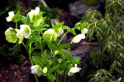 
Hellebores happily bloom in our region this time of year.
 (File/ / The Spokesman-Review)