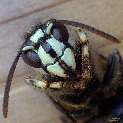 This close-up picture of a bald-faced hornet recently taken in Spokane shows the insect’s mask-like face. Higher numbers of these large wasps are appearing this early September.  (Courtesy/Carl Barrentine)