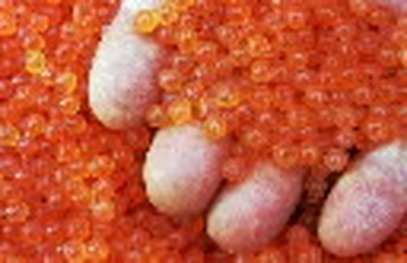 Rainbow trout eggs in a fish hatchery tray. (FILE The Spokesman-Review)