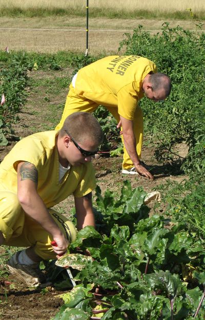 Inmates at the Bonner County Jail in Sandpoint have harvested 4,600 pounds of food so far this summer for area food banks and senior centers on the 3/4-acre tract on the jail grounds. Photo courtesy of Patty Hutchens (Photo courtesy of Patty Hutchens / The Spokesman-Review)