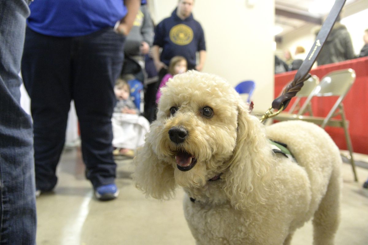 Roxy, a companion dog brought to the Christmas Bureau