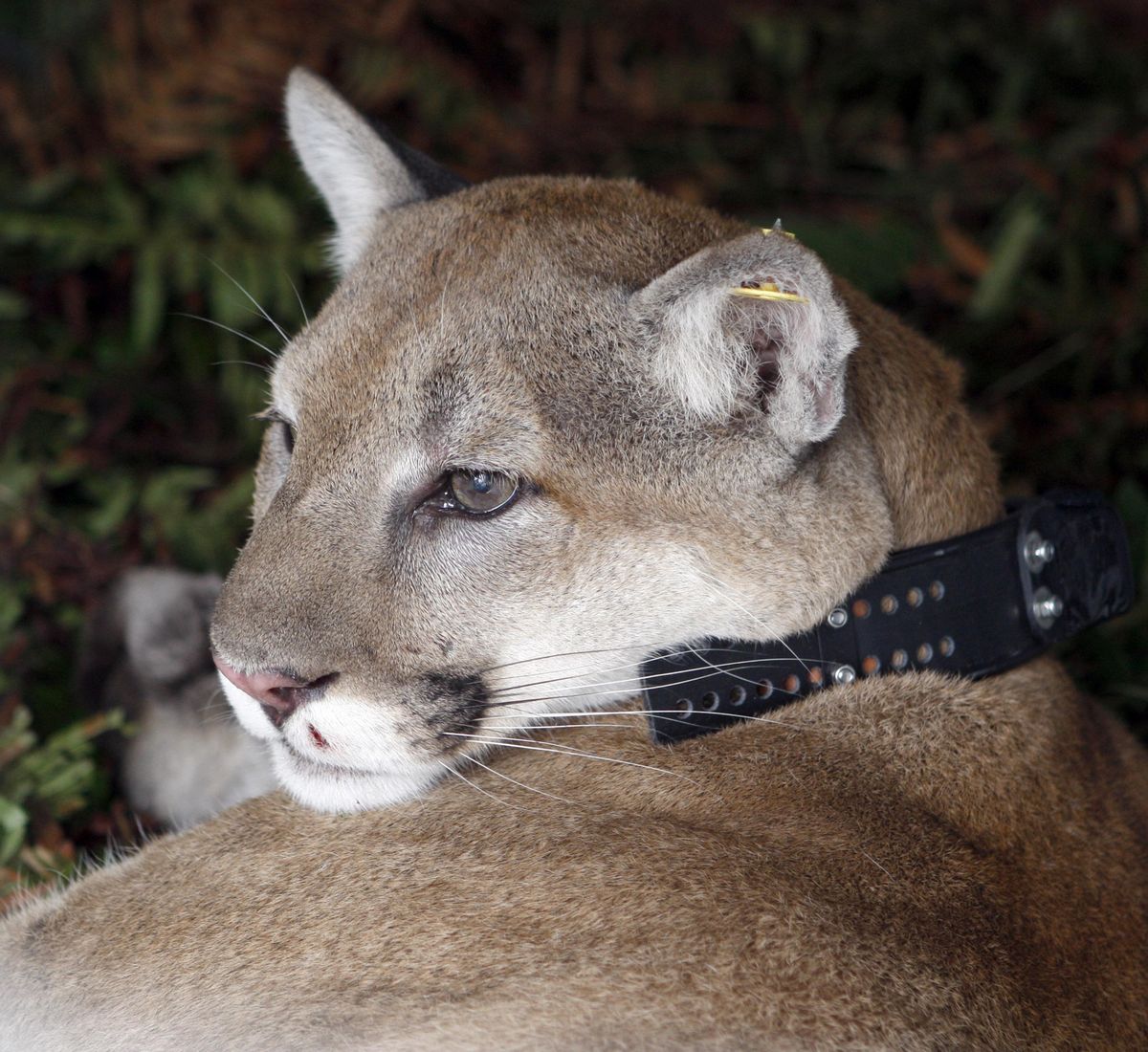 The captured male cougar looks out of his cage in Discovery Park  on Sunday. The cougar apparently lived in Seattle for more than two weeks. (The Spokesman-Review)