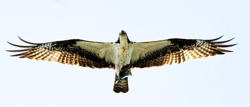 A fish in its talons, an osprey flies over Hauser Lake on Monday.