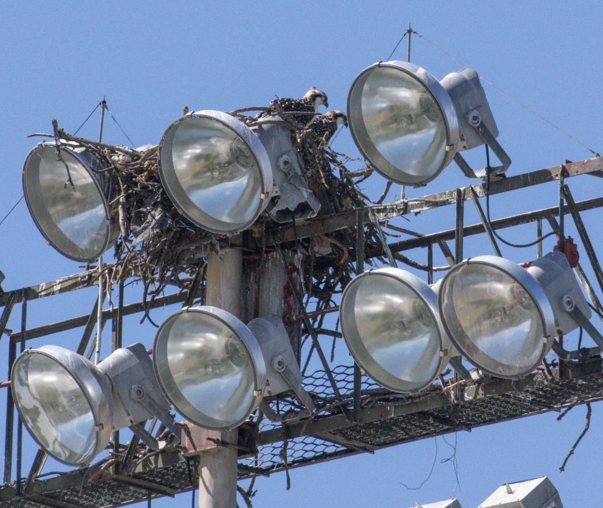 Two juvenile osprey sit on a nest on top of a light standard above Joe Albi Stadium, Friday, Aug. 7, 2020. The presence of the nest has delayed some of the preparations for demolition of the historic stadium in Northwest Spokane.  (Jesse Tinsley/THE SPOKESMAN-REVIEW)