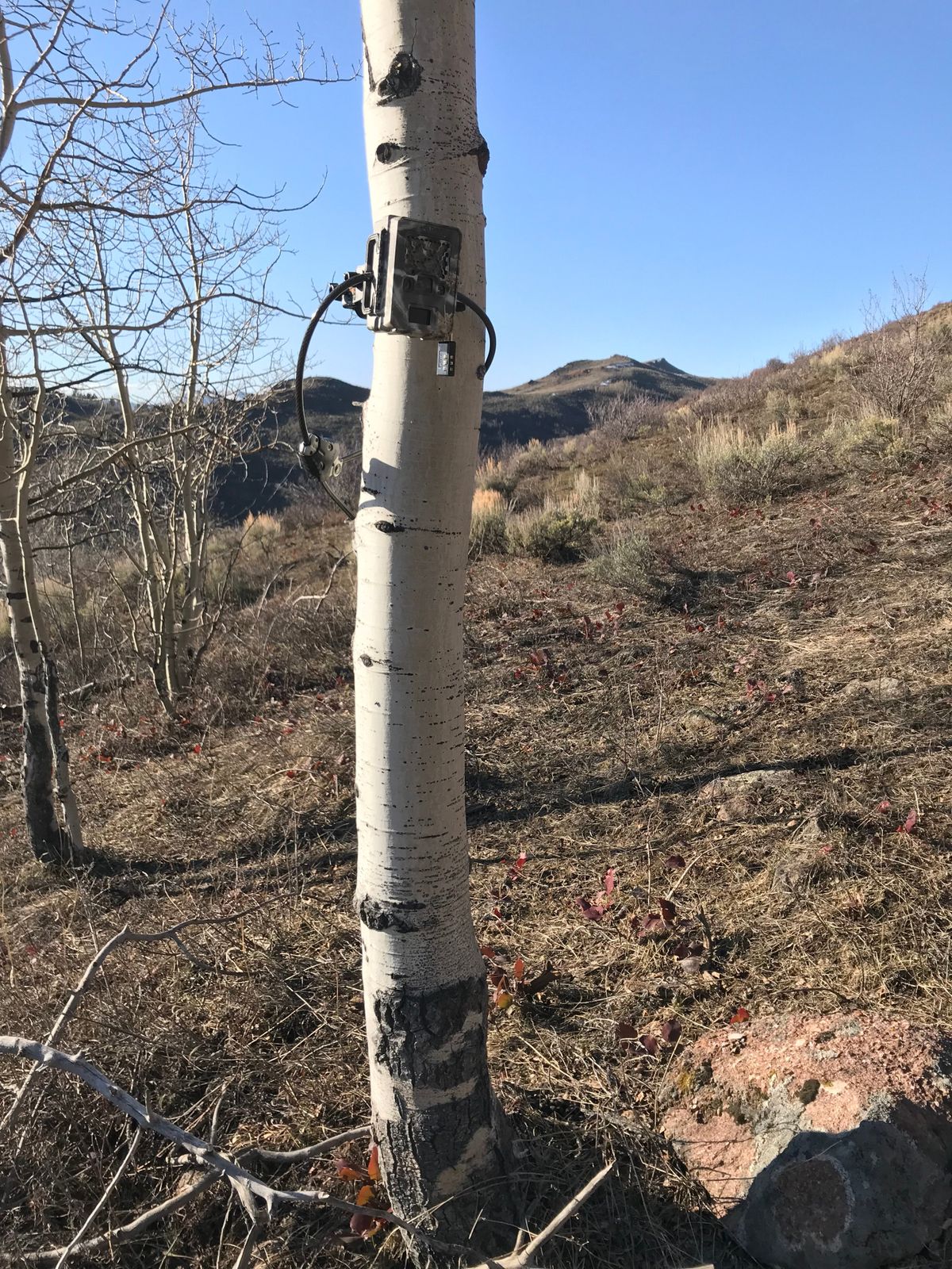 The Idaho Department of Fish and Game uses time-lapse and motion-triggered photos taken by trail cameras like this one to estimate the state’s wolf population.  (Courtesy IDFG)