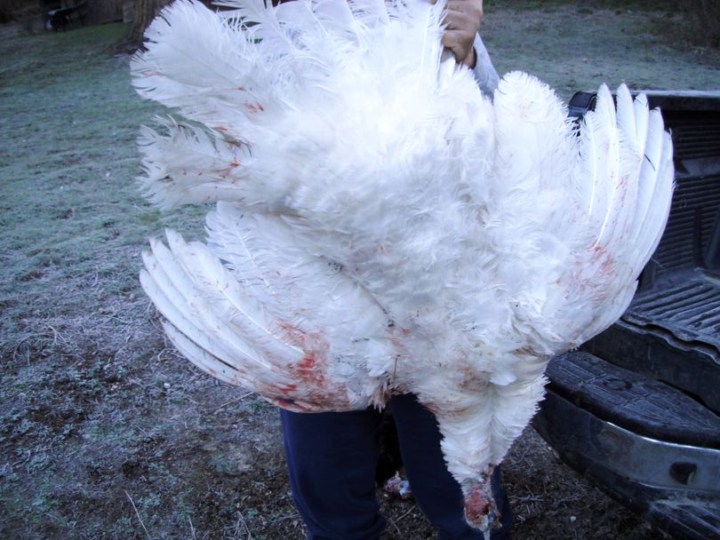 A white turkey with a 4-inch black beard came to Ivan Lines decoy on the opening day of Washington's 2015 spring gobbler season. (Courtesy)