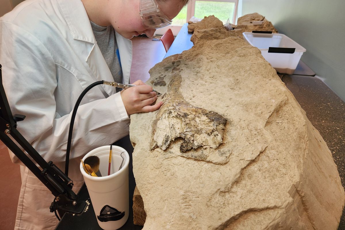 Lindsey Stallworth cleans a whale skull at the lab at Alabama School of Mathematics and Science. (Alabama School of Mathematics and Science/Handout)