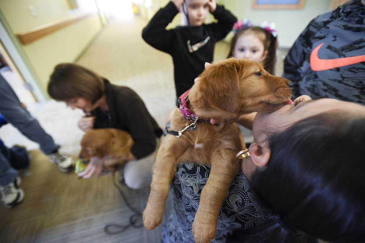 This photo taken Jan. 31, 2018, shows Ember the golden retriever puppy licking the face of Martha Flores, a housekeeper at Samaritan Evergreen Hospice House in Albany, Ore. Ember the golden retriever may never have as many friends, Facebook followers or book deals as JJ, her predecessor at Samaritan Evergreen Hospice House. Or then again, she might. Either way, it