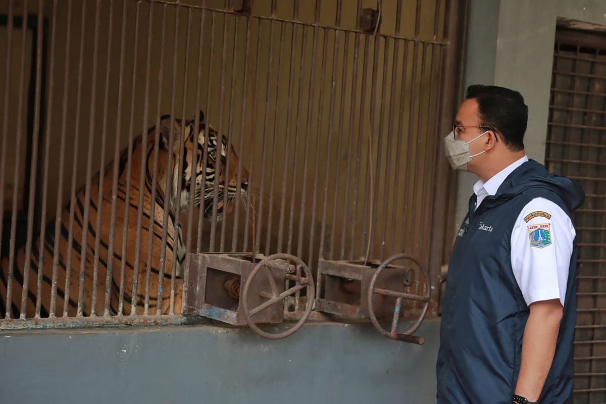In this photo released by Jakarta Province Government, Jakarta Governor Anies Baswedan visits one of the two Sumatran tigers that contracting COVID-19 at the Ragunan Zoo in Jakarta, Indonesia, July 31, 2021. Two rare Sumatran tigers at the zoo in the Indonesian capital are recovering after being infected with COVID-19.  (HOGP)