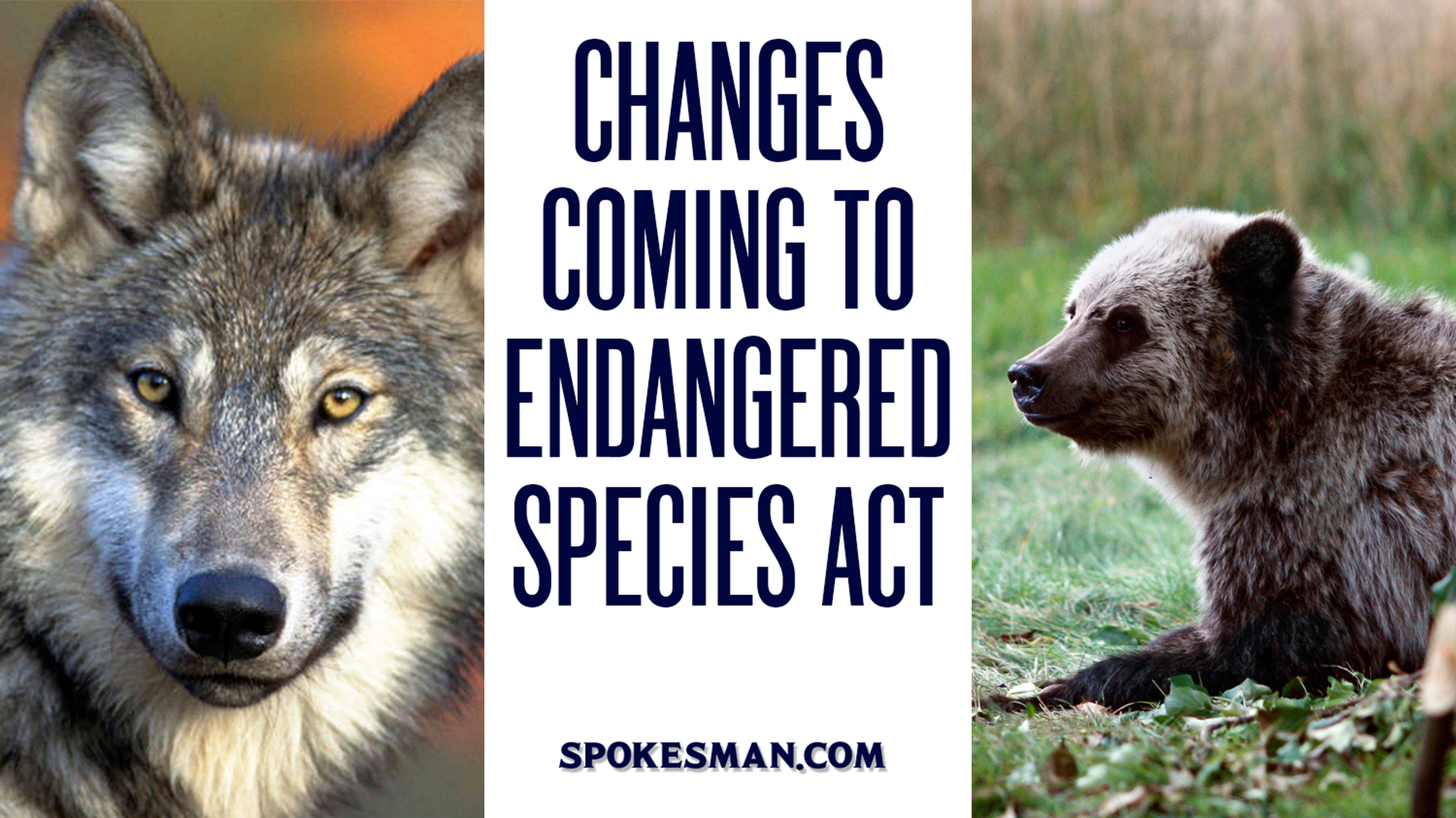 Changes coming to the Endangered Species Act will impact Idaho wildlife |  The Spokesman-Review