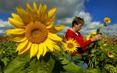 
Sunflowers should ripen by the end of October. Hang on, it will happen.
 (Associated Press / The Spokesman-Review)