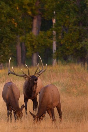 A bull elk bugles as he approaches two cow elk during the peak of the rut in September.  (Jaime Johnson)