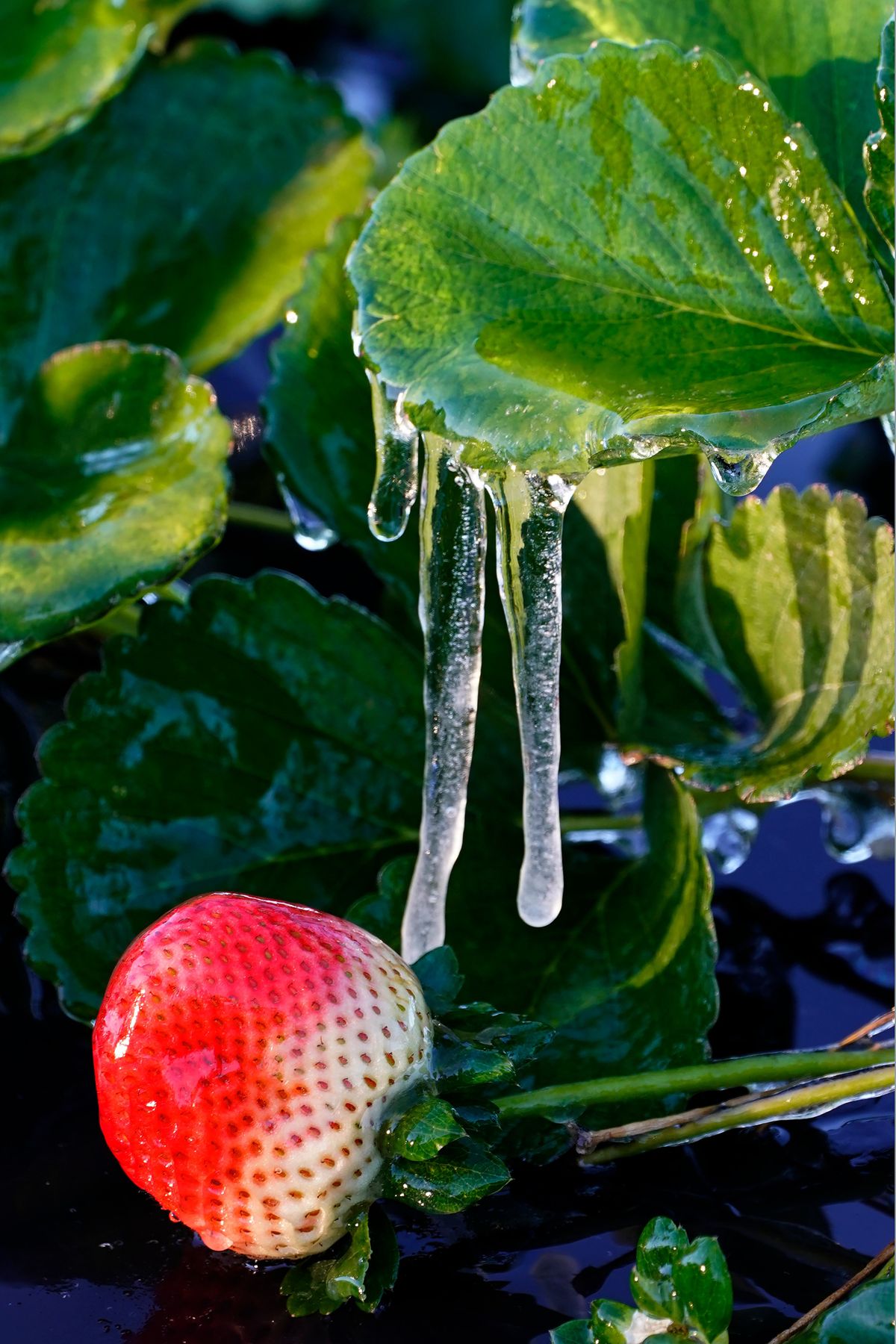 Ice clings to a strawberry in a field Sunday, Jan. 30, 2022, in Plant City, Fla. Farmers spray water on their crops to help keep the fruit from getting damaged by the cold. Temperatures overnight dipped into the mid-20