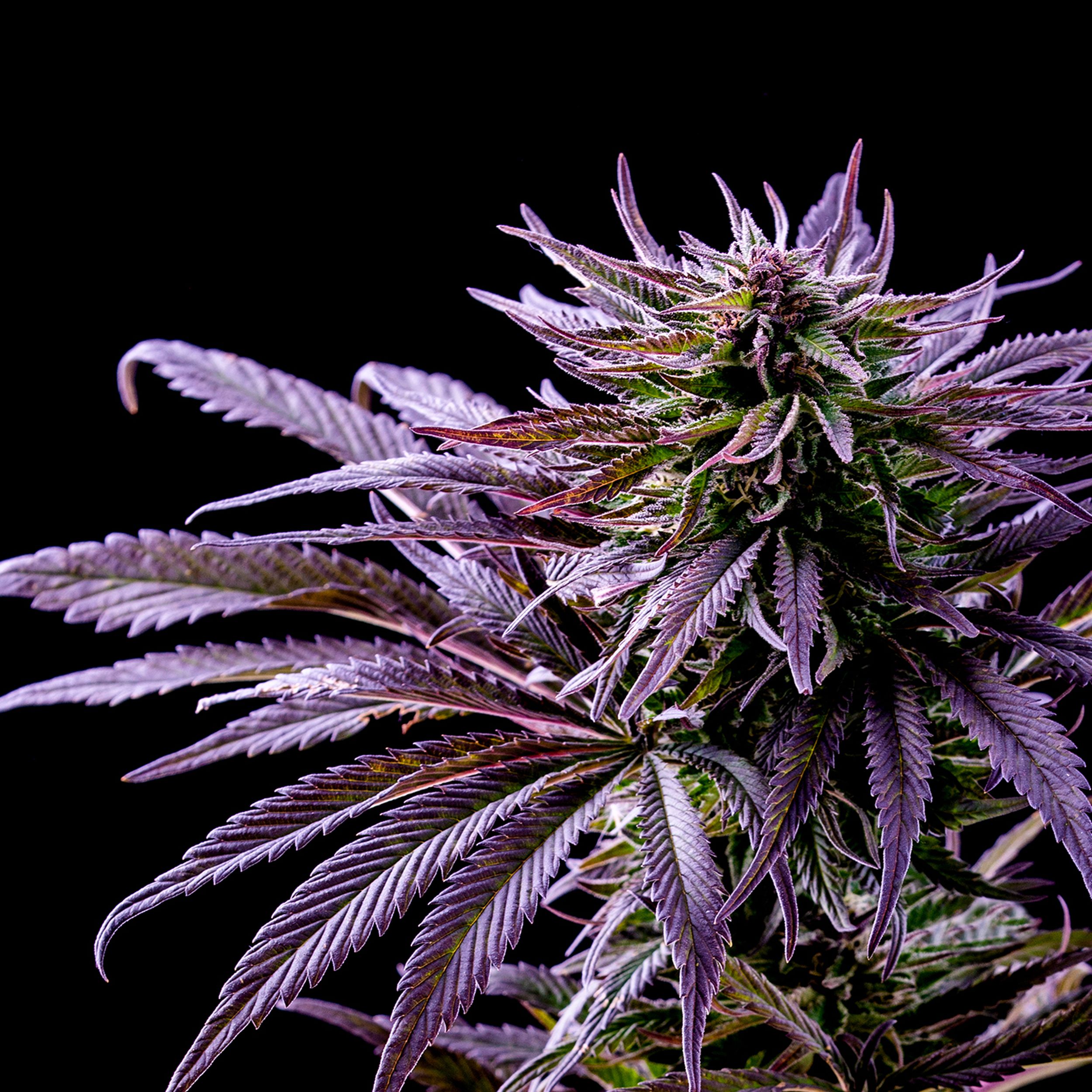 Why Cannabis Buds Form White Tips