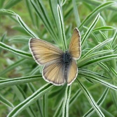 This is Fender’s Blue. It’s a native butterfly in Oregon’s Willamette Valley. There used to be fewer than 1,500 left, but people worked together to save them. Now there are more than 30,000.  (Courtesy of Candace Fallon)