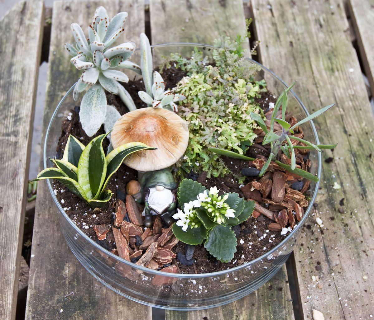 Terrariums are back in fashion as a tabletop adornment and they encourage an abundance of imagination. Add decorative figurines, as desired, like a miniature mushroom and maybe an elf.