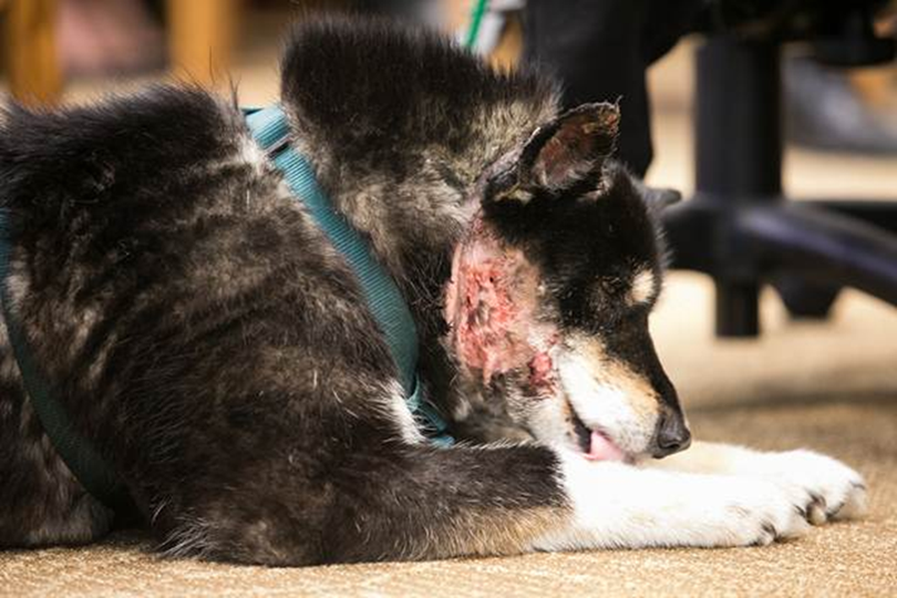 A dog displayed its wounds from a March 10 gray wolf attack in its yard home in Twisp during a hearing before the House Agriculture and Natural Resources Committee in Olympia on March 20, 2013.  The dog, named Shelby, belongs to John Stevie and Sharon Willoya.