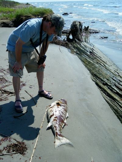 More and more dead marine life is washing up on the beaches, such as birds and fish.   (Marc Gauthier / Down to Earth NW)