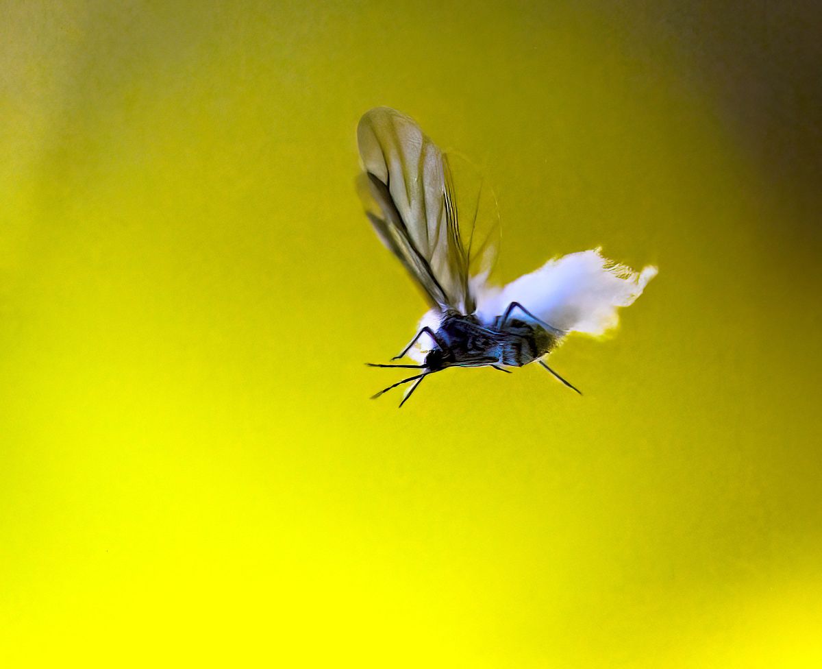 Woolly aphids, also called smokey-winged ash aphids are taking full advantage of this warmer than usual October to get together.  (COLIN MULVANY/THE SPOKESMAN-REVIEW)