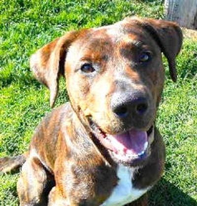 <!-- Feature creature  --> (SCRAPS)