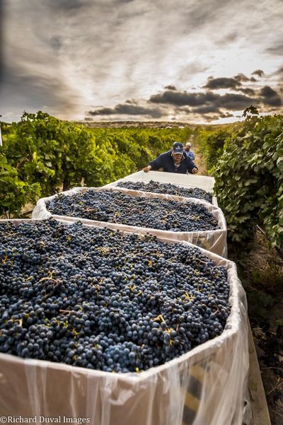 Bins of cabernet sauvignon are harvested at Sagemoor vineyard in Pasco. Last fall Washington winemakers crushed more than 64,000 tons of cab, morethan any other grape varietal in the state. (Richard Duval)