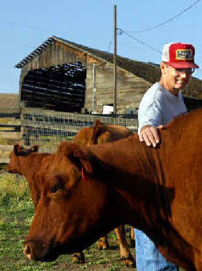 
Roger Koller checks a red angus.
 (Kevin Nibur/ / The Spokesman-Review)