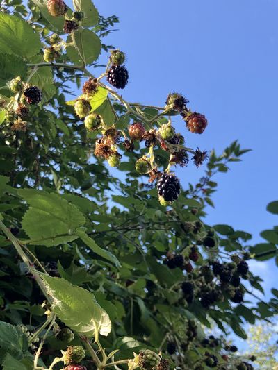 Blackberries are ripe and ready for the picking, destined for the jam pot in our tiny kitchen on wheels. (Leslie Kelly)