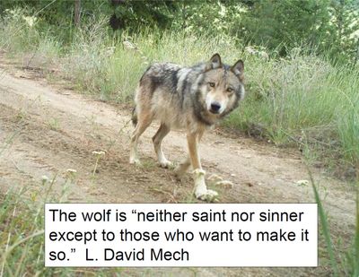 The recovery of the gray wolf is a political hot-potato. (Washington Department of Fish and Wildlife)