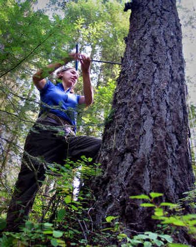
Ellen Picken of the Lands Council takes a bore sample from a tree on federal lands near Clarkia during an outing that environmentalists call 