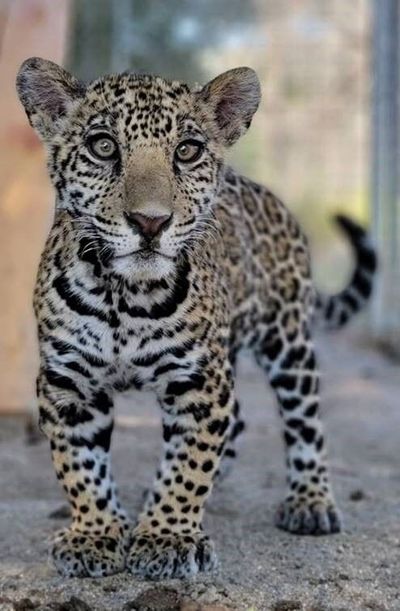 This jaguar cub was illegally sold for about $30,000 and transported from Texas to California in the spring of 2021, federal prosecutors say.    (U.S. attorney’s office for the Central District of California/U.S. attorney’s office for the Central District of California/TNS)