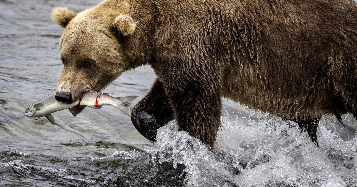 Hiker killed by bear in ‘surprise encounter' at Glacier National Park, officials say