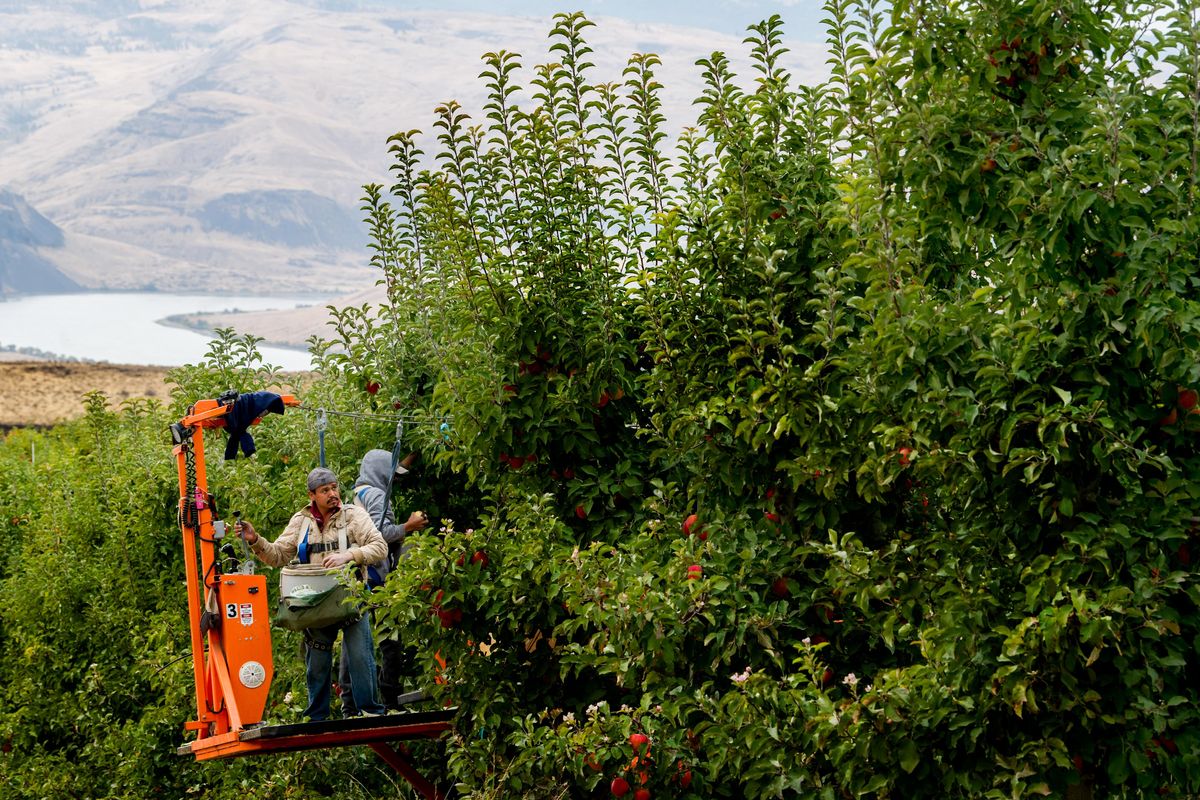 Worker Raymond Huerta stands atop a Bandit Express mobile picking system that allows workers to avoid the hazards of working from orchard ladders as he and fellow workers harvest apples on Wednesday, October 18, 2017, in a Stemilt orchard outside Quincy, Wash.  Tyler Tjomsland/THE SPOKESMAN-REVIEW (Tyler Tjomsland / The Spokesman-Review)