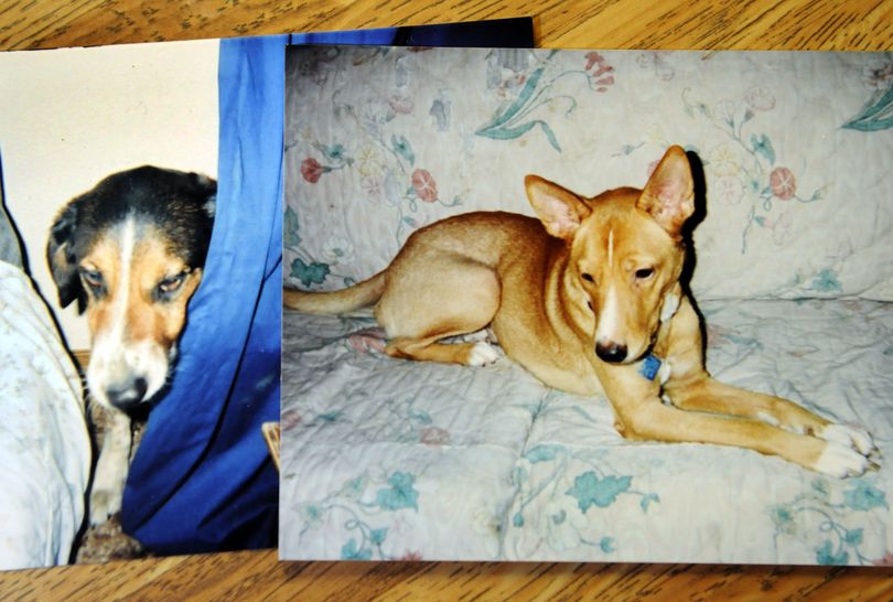 Cheney’s  dogs Snoopy, left, and Abby died after eating poisoned meatballs.