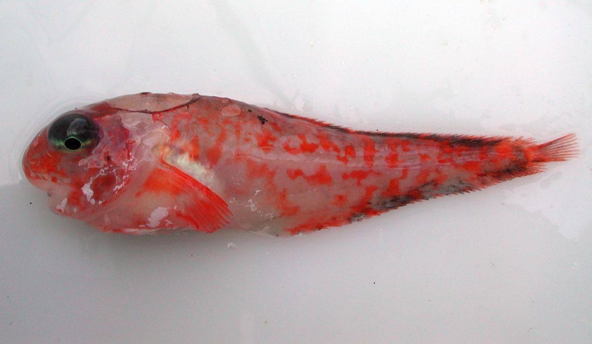 A 2002 photo provided by NOAA Fisheries/Alaska Fisheries Science Center and taken during the second leg of the Aleutian Islands survey shows a snailfish. The Alaska Fisheries Science Center, part of the National Oceanic and Atmospheric Administration, has helped name more than a dozen new species over the last decade. (James Orr / Associated Press)