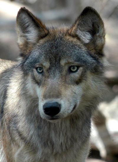 Gray wolves in the upper Great Lakes region are going back on the federal endangered species list - at least temporarily. (File Associated Press / The Spokesman-Review)