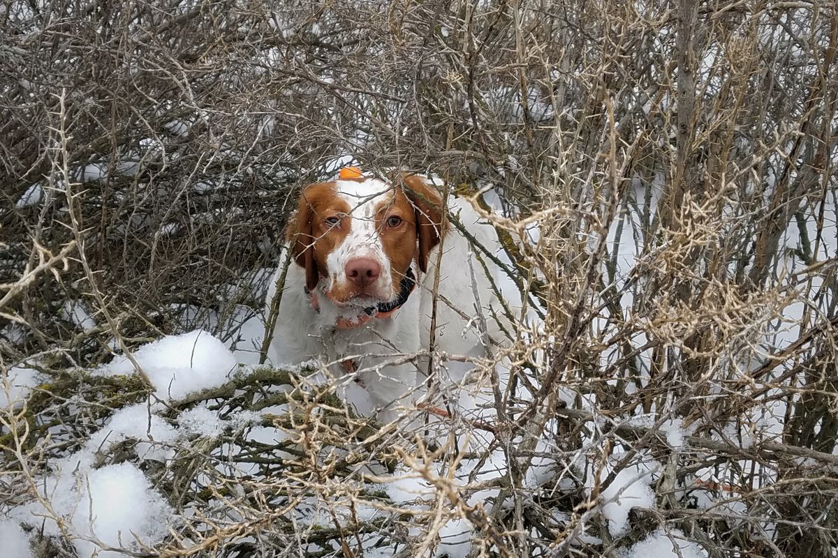 Ranger, Rich Landers