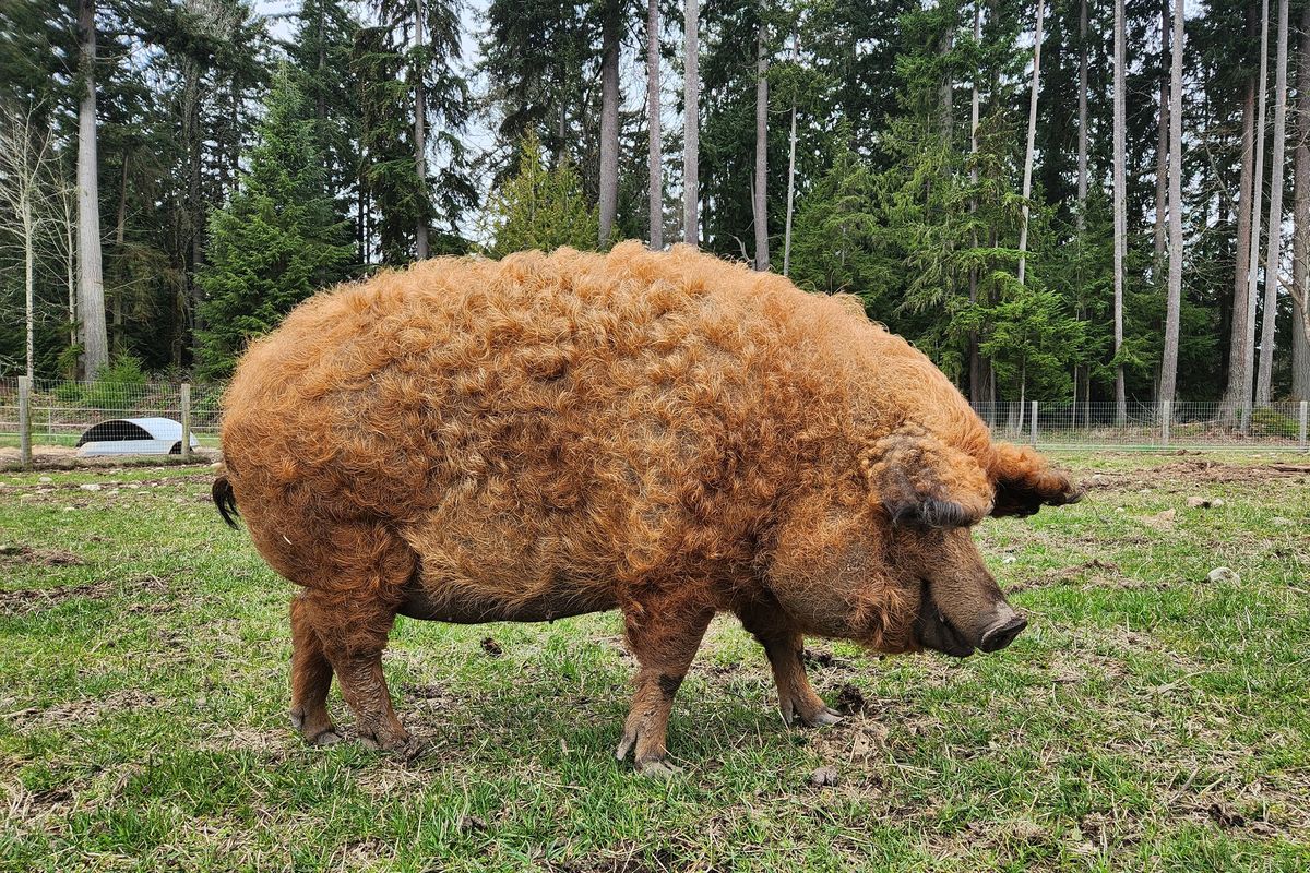 Pigs and perfect skin: WSU researchers uncover microstructure shared  between porcine and people skin that holds the key to aging
