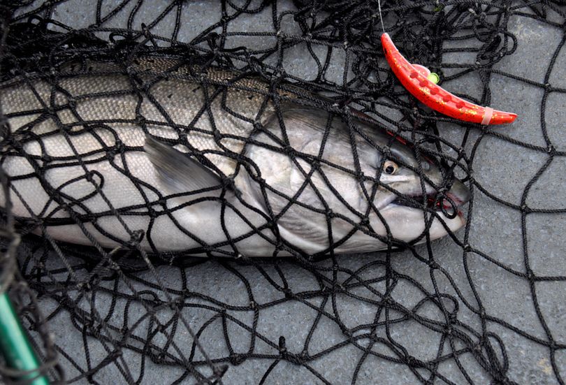 A record run of fall chinook “upriver brights” mostly headed for the Hanford Reach is forecast for the Columbia River this year. (Rich Landers)