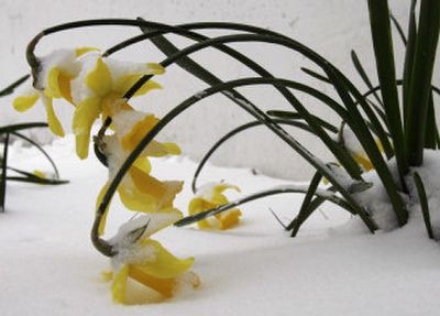 
Daffodils bend over under the weight of a snowfall that hit the Cincinnati area on Tuesday. 
 (Associated Press / The Spokesman-Review)