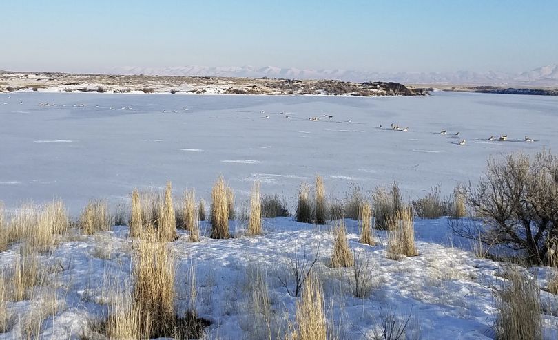More than two dozen pronghorns were stranded in weak ice on the Snake River at Lake Walcotton on Jan. 16, 2017.   Idaho Fish and Game had to euthanized 20 of the animals because of injuries. (Idaho Department of Fish and Game)